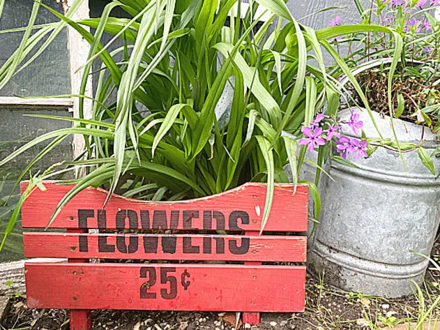 red flower sign