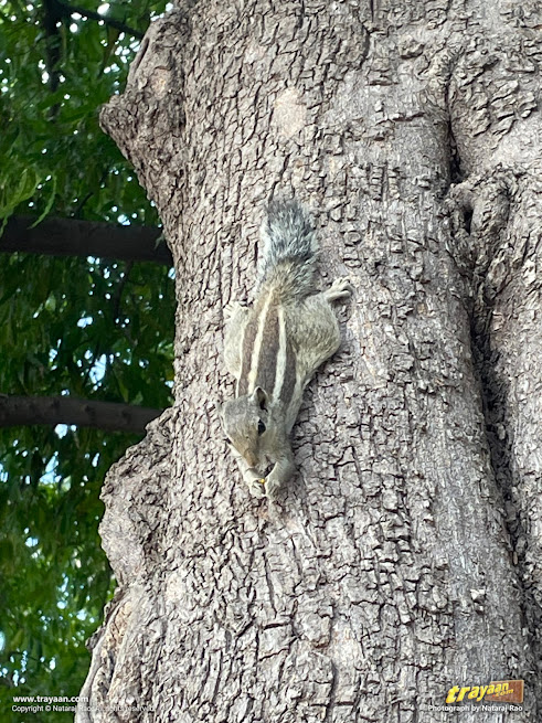 Squirrel eating on a tree