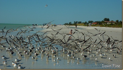 Sanibel Shell and birds_173