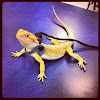 Bathing A Baby Bearded Dragon / How Long Does A Bearded Dragon Live Lifespan Guide Pet Keen - Providing water in a water bowl bearded dragons of all ages should be provided a bowl containing.