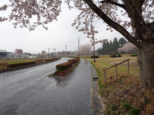 伯耆町総合スポーツ公園のソメイヨシノ桜