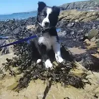 Photo of Cute Border Collie Puppy on The Beach