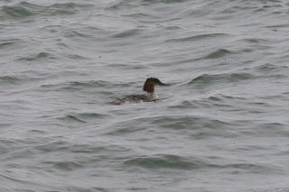 Juvenile Goosander