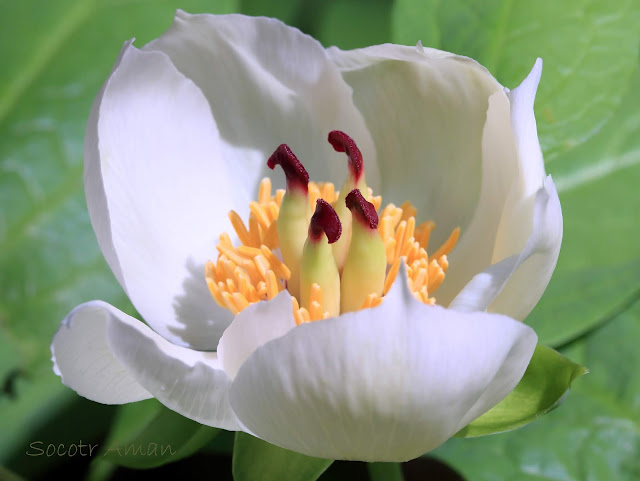 Paeonia japonica