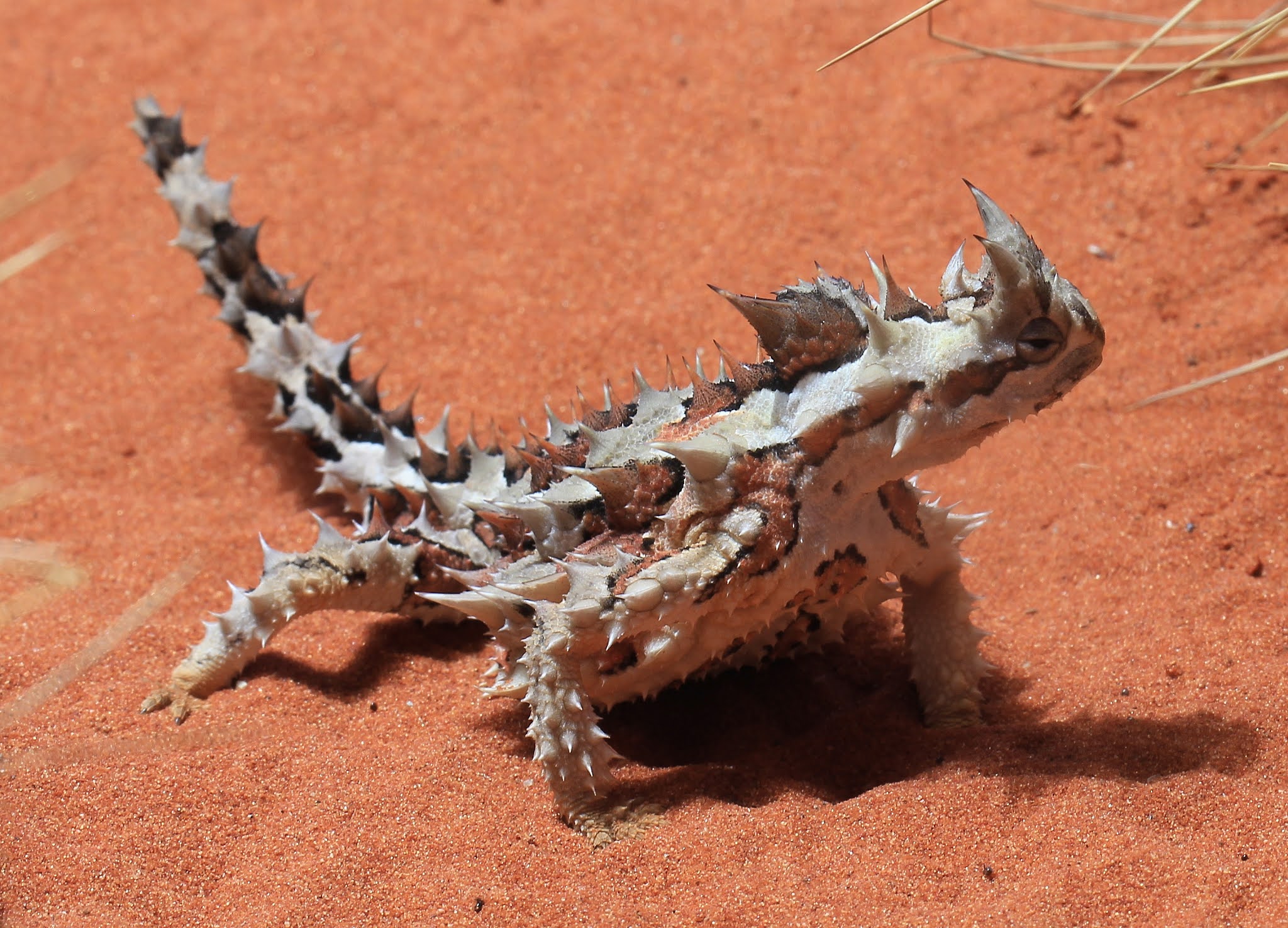 About Thorny Devil, Desert Monsters with Sharp Scales