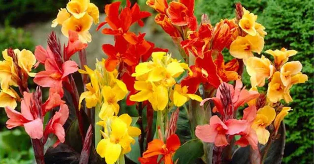 Growing Beautiful Cannas (Canna Lilies) The Complete Guide to Canna Flowers