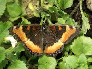 Petite vanesse - Aglais milberti - Nymphalis milberti 