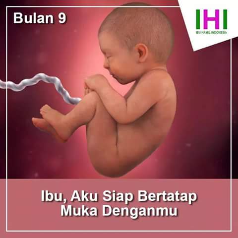 Gambar Proses Tumbuh Kembang Bayi dalam Kandungan