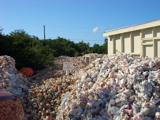 Leftover conch shells