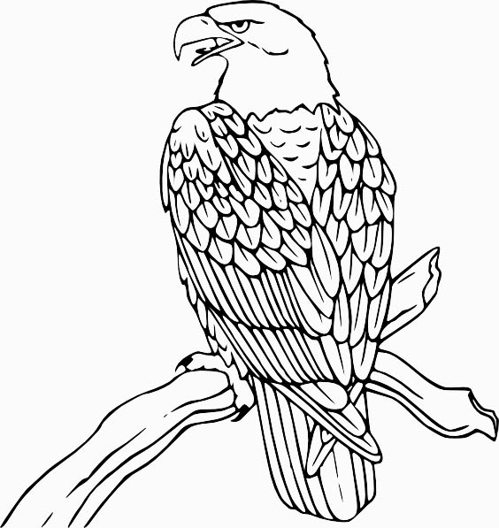 Download Eagle Bird Coloring Pages To Printable