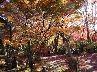 龍尾寺・もみじの紅葉