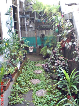 halaman samping rumah di kampung gedong 2