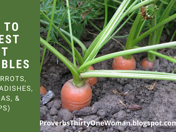 How to Know When to Harvest Root Vegetables (with Video)