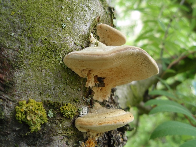 Trametes hirsuta