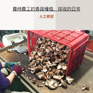 埔里香菇撿拾準備烘乾