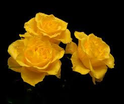 Hd Images Of Yellow Rose 8