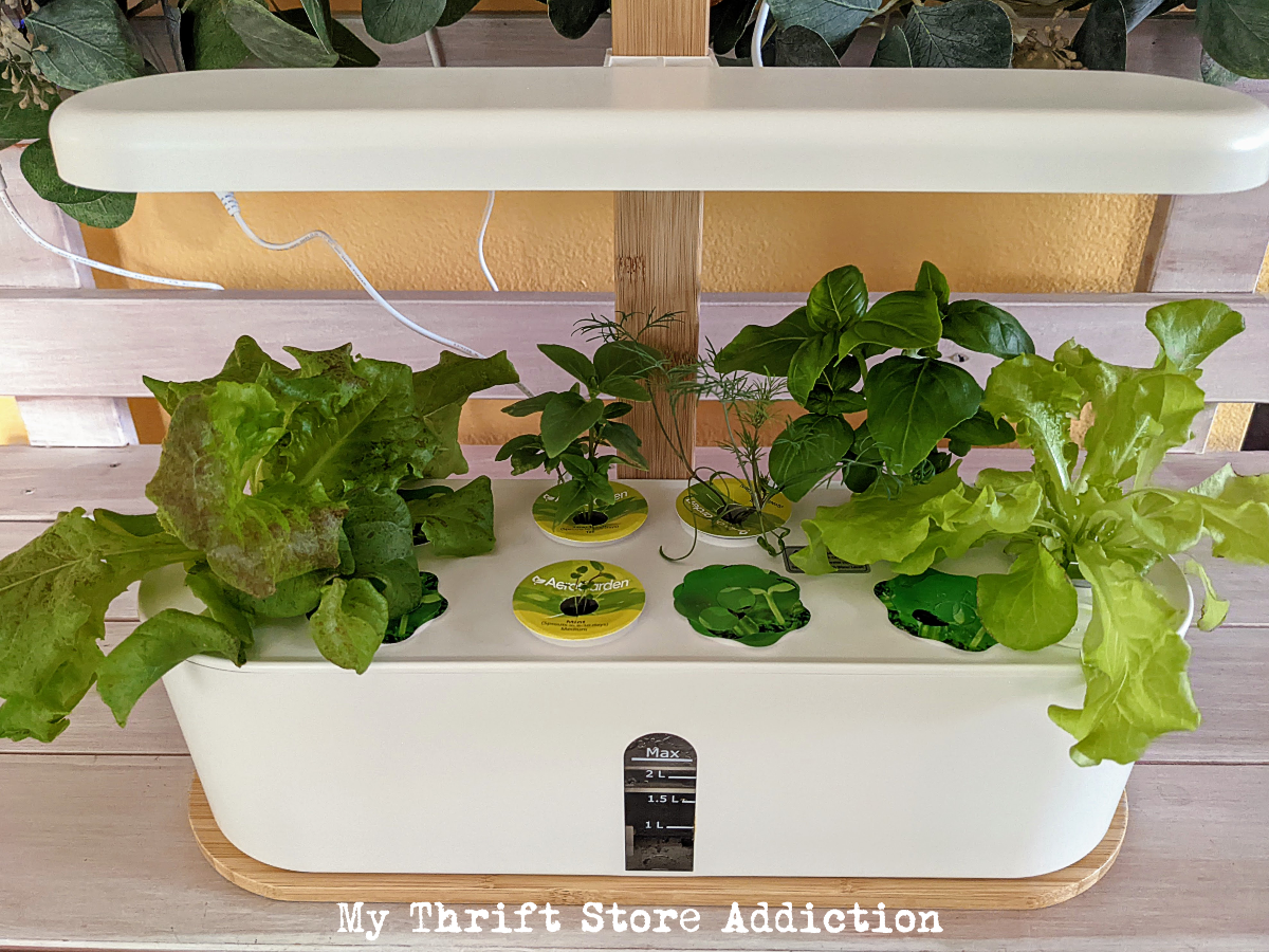 hydroponic gardening for beginners