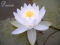 lotus-flower-6