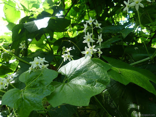 white flowers and big green leaves