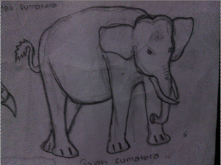 sketsa hewan gajah