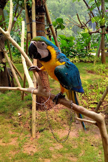 Berekreasi Dan Mengenal Lebih Dekat Kehidupan Burung Di Jakarta Bird Land