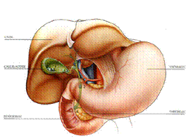 What is the gallbladder and what is its purpose