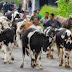 SAPI KAWIN BIKIN JALAN MACET