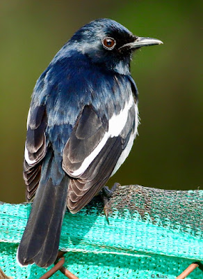 "Oriental Magpie-Robin - Copsychus saularis, resident perched on garden fence."