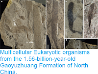 http://sciencythoughts.blogspot.co.uk/2016/05/multicellular-eukaryotic-organisms-from.html