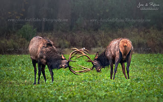 The Rut Elk watch visit Pennsylvania Elk Country Benzette PA
