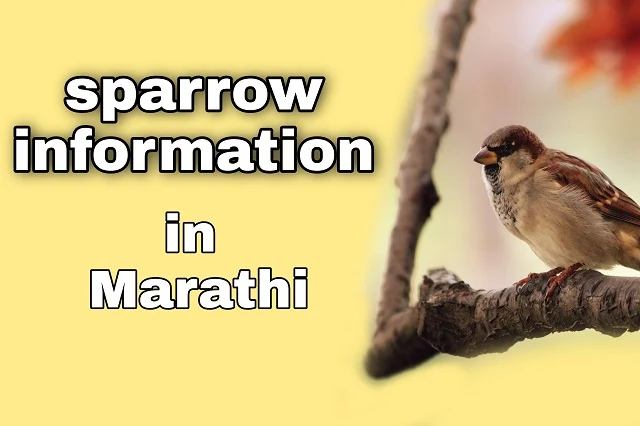 चिमणी या पक्षाची माहिती मराठी, sparrow information in marathi