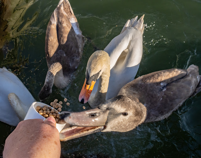 Photo of one of the cygnets pecking at the food beaker