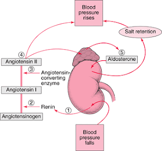 schematic representation of the renin angiotensin alderosterone system