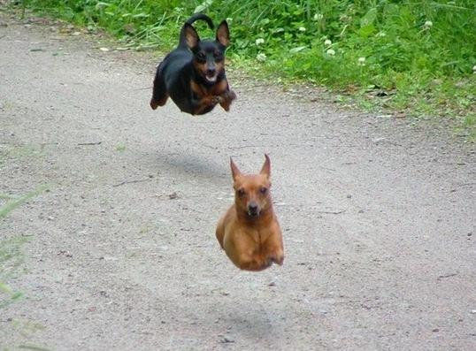 Amazing Animals Jump Seen On www.coolpicturegallery.us