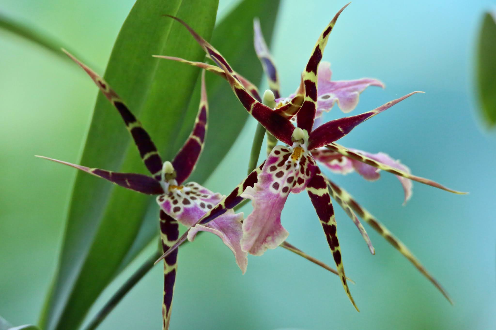 Bratonia Shelob Tolkien Orchid in Bloom high resolution