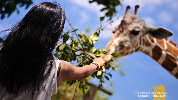 Giraffes at the Calauit Safari Park in Palawan