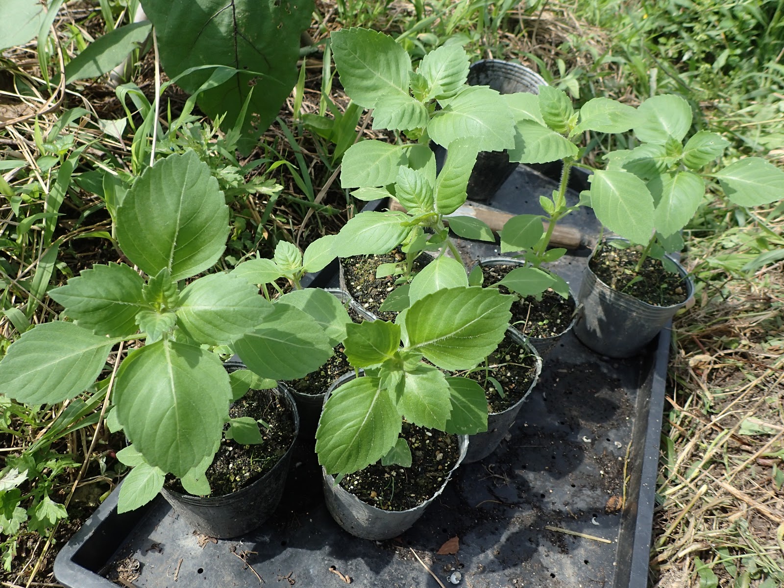 ホーリーバジルの植え付け 畑ノート 珍妙雑記帖