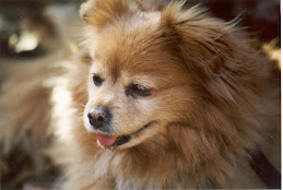 Poochie