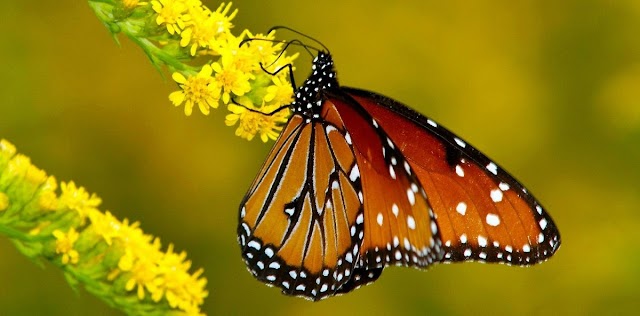 14 fotos Hermosas Mariposas 