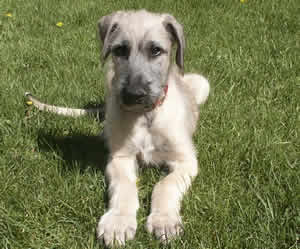 Irish Wolfhound Puppy Pictures