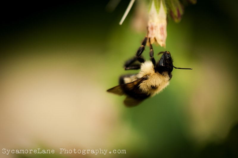 SycamoreLane Photography-bee