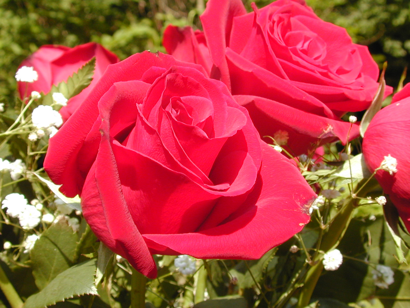 Rose Flowers Wallpapers - Real HD Wallpapers