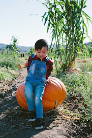 Bates Nut Farm, San Diego family, pumpkin patch, San Diego, fall