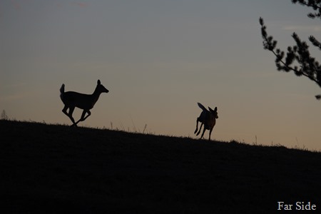 Deer
