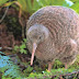 The Kiwi