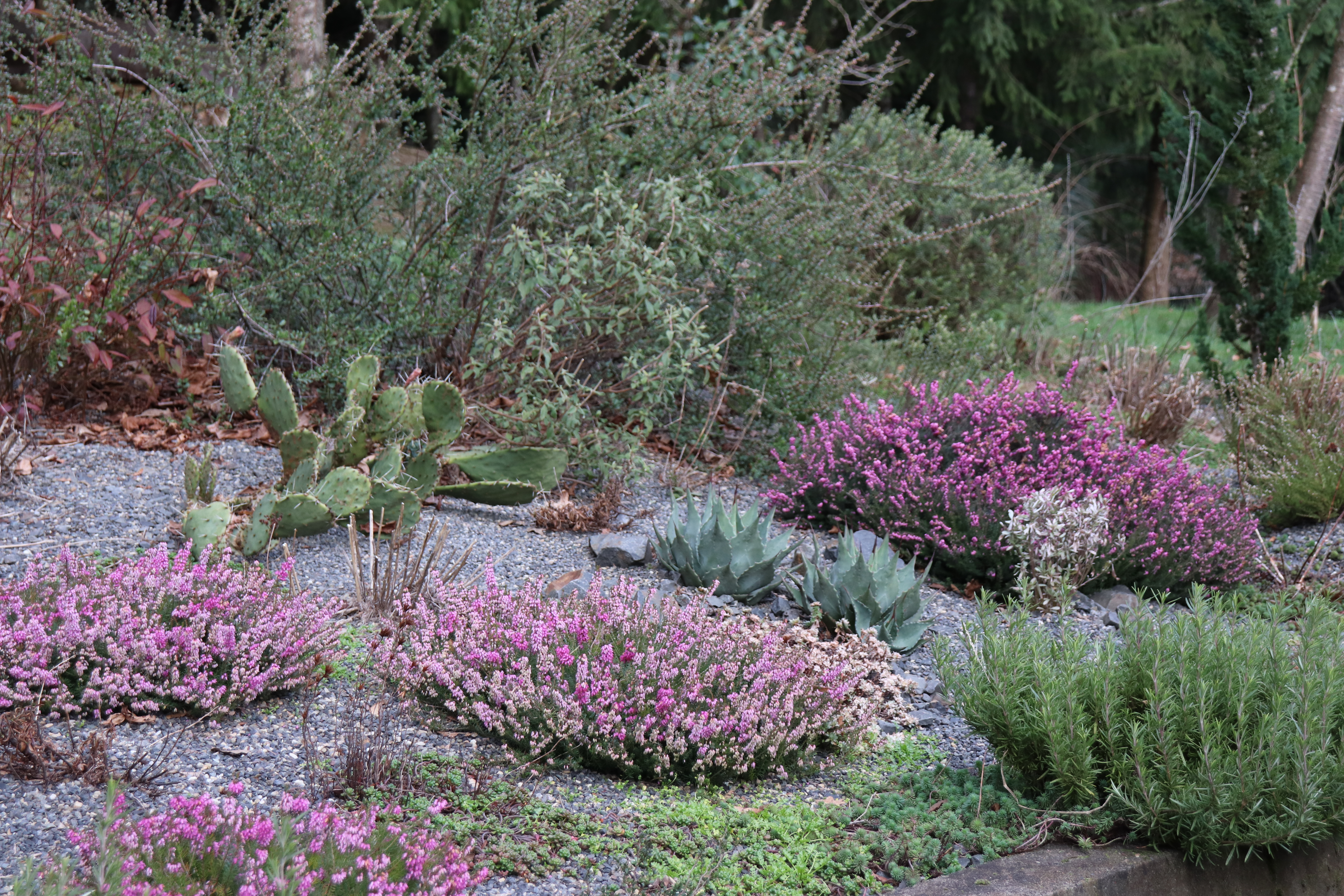 10 Winter-Flowering Plants for Your Pacific Northwest Garden — Clean Water  Grow Plant Food