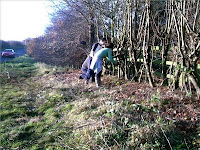 photo of hedge prepared for laying