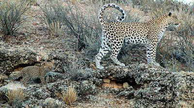 African-Leopard-With-Cub