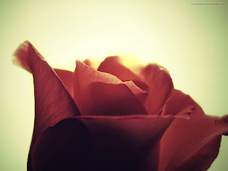 Beautiful Flower Rose Love Wallpaper