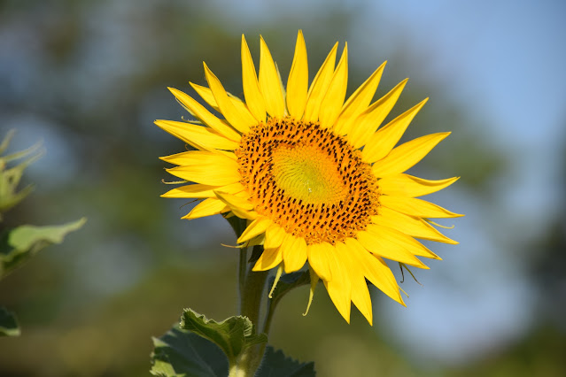 bright yellow sunflower, fully open, angled to upper right of frame